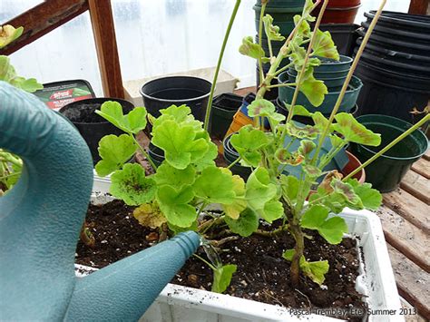 watering geraniums using a moisture meter|pictures of overwatered geraniums.